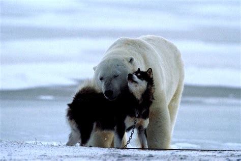 polar bear dog|polar bear plays with dogs.